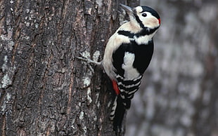 Downy woodpecker HD wallpaper